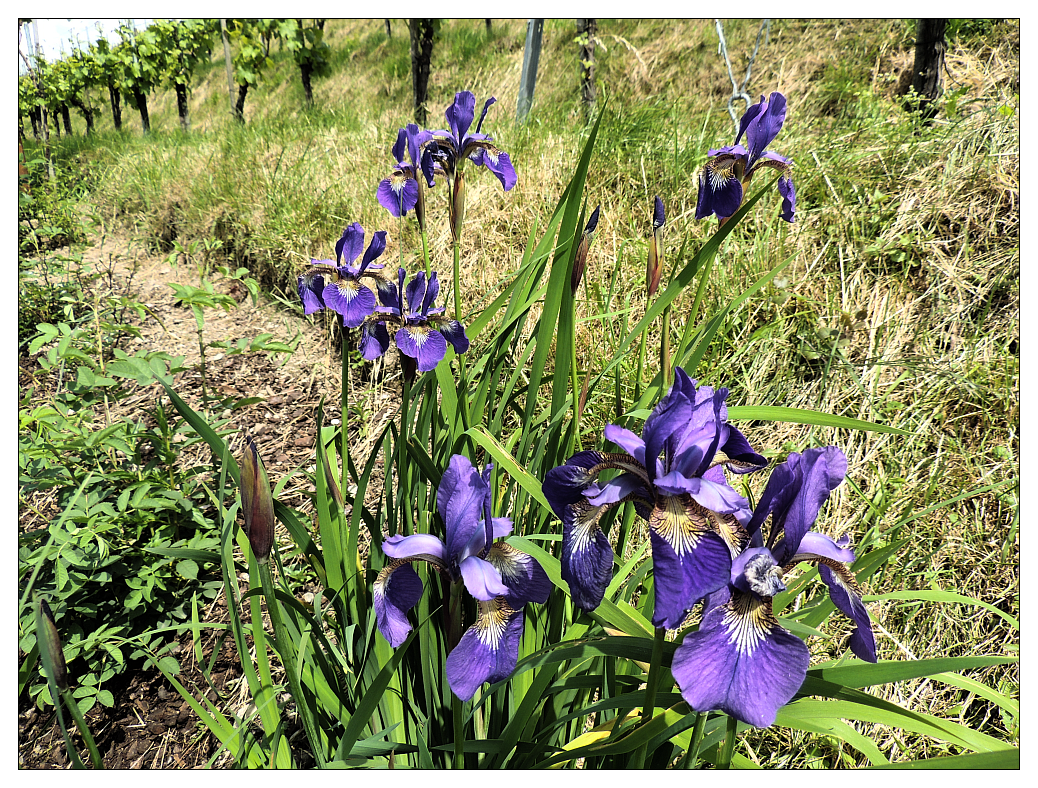 Iris am Weinbeg in Waldulm